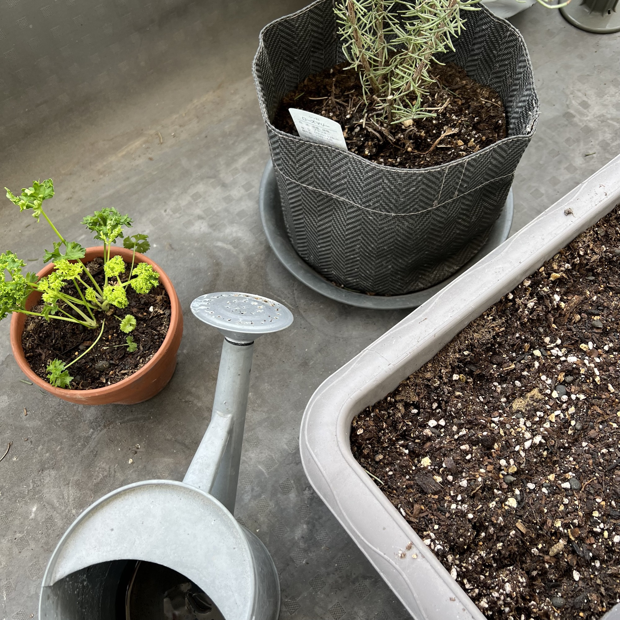 種まきと植え替え